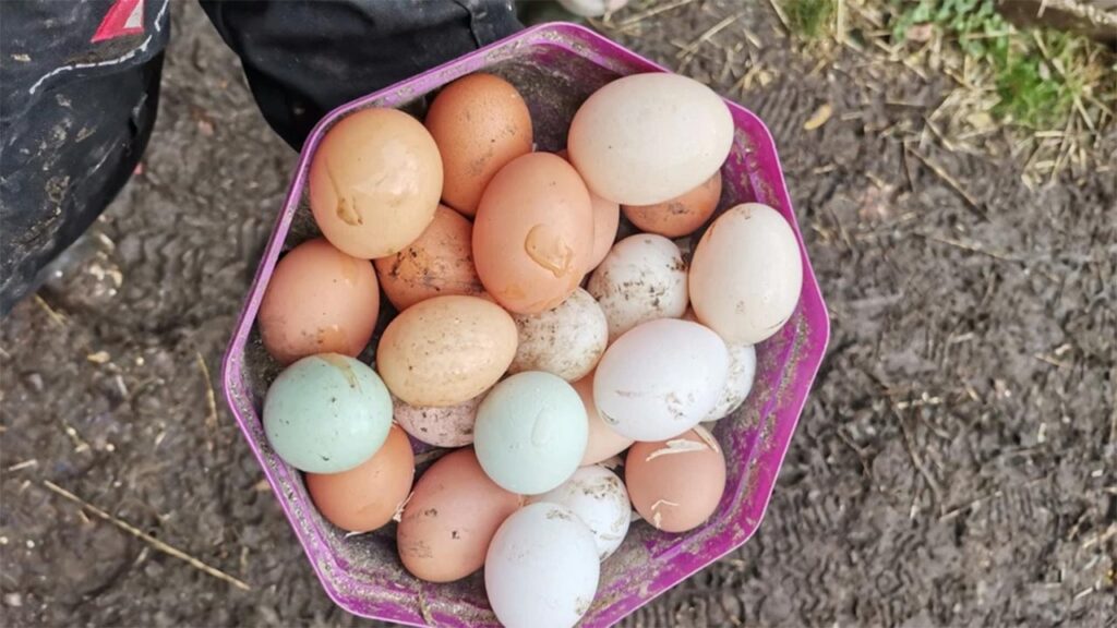 Eggs