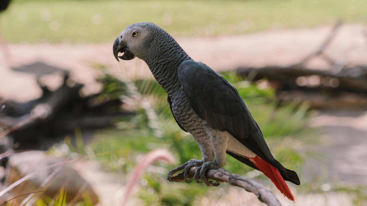 Mikhail Nilov/Pexels