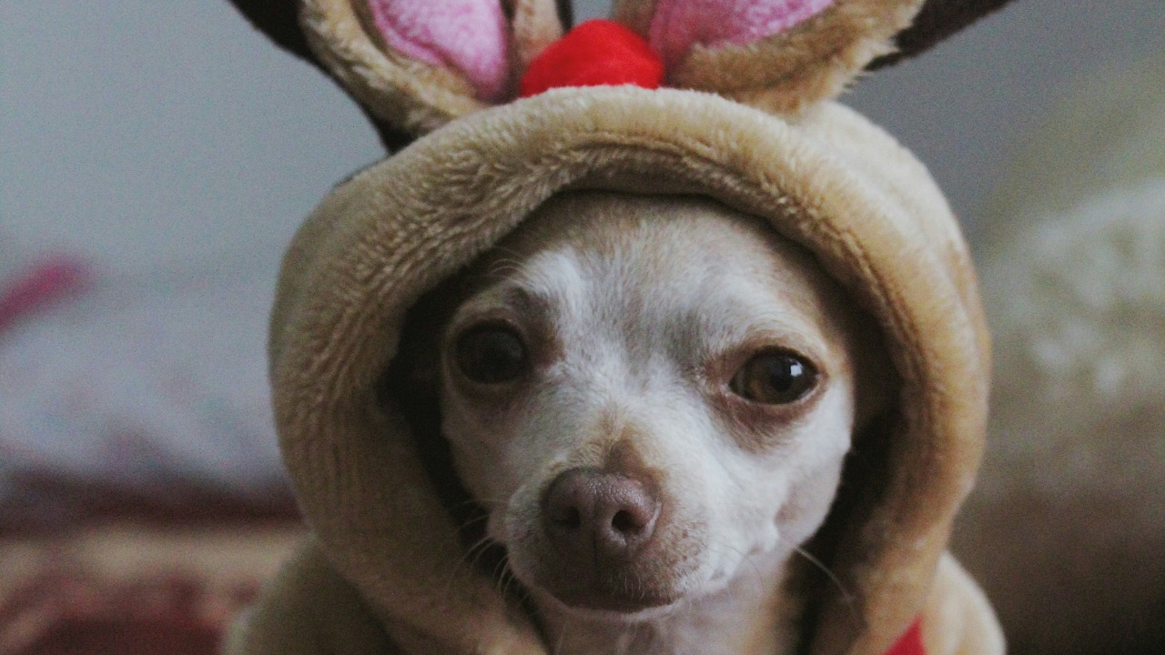 alondrapvn09/Unsplash