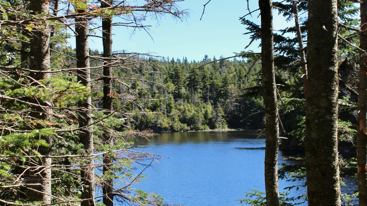 Kalei Winfield/Pexels