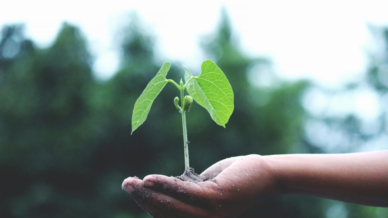 Akil  Mazumder/Pexels