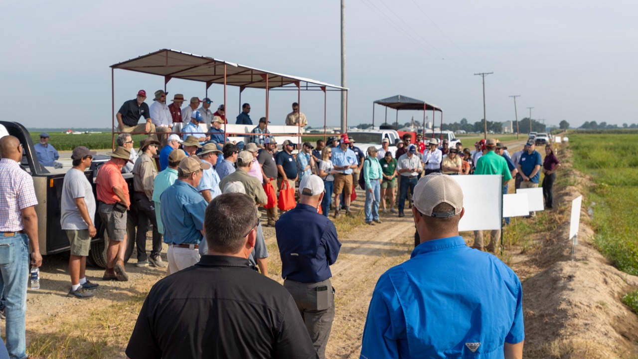 Image Credit: Ark. Agricultural Experiment Station - CC BY-SA 2.0/Wiki Commons