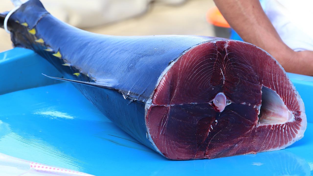 Image Credit: Ratki - CC BY-SA 4.0/Wiki Commons