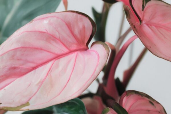 Image by Freepik
