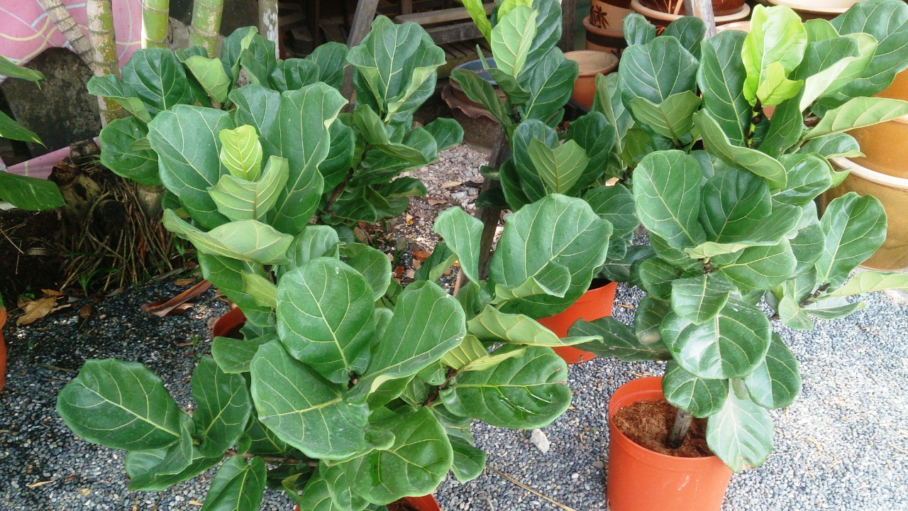 Image Credit: Mokkie - CC BY-SA 3.0/Wiki Commons