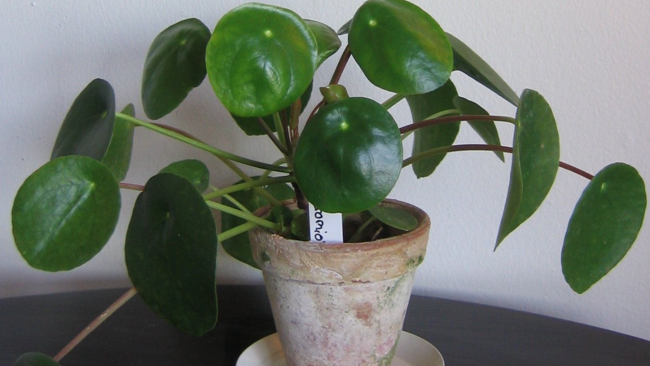 Image Credit: Quackor - CC BY 3.0/Wiki Commons