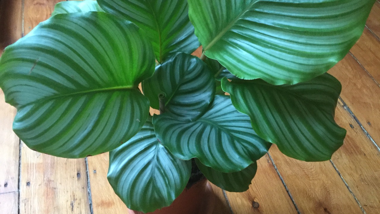 Image Credit: Fregisseur - CC BY-SA 4.0/Wiki Commons