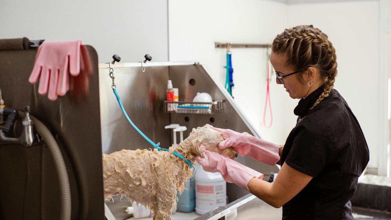 Goochie Poochie Grooming/Pexels