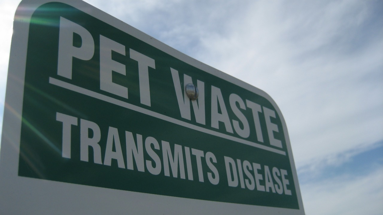 Image Credit: Marcus Quigmire from Florida, USA - CC BY 2.0/Wiki Commons