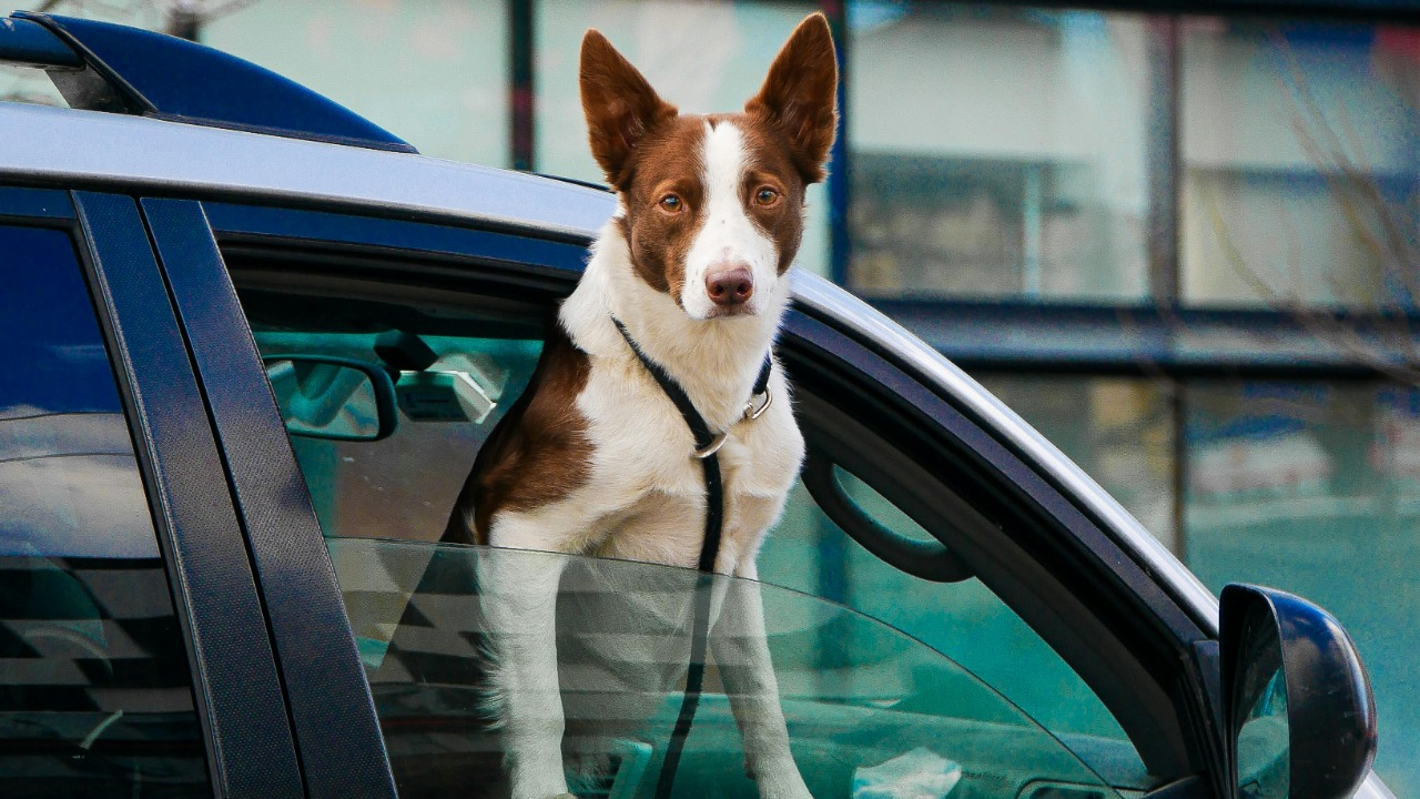 𝓢𝓱𝓪𝓷𝓮 𝓦𝓮𝓼𝓽 ™/Pexels