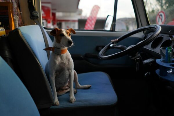 Özgür Sürmeli/Pexels