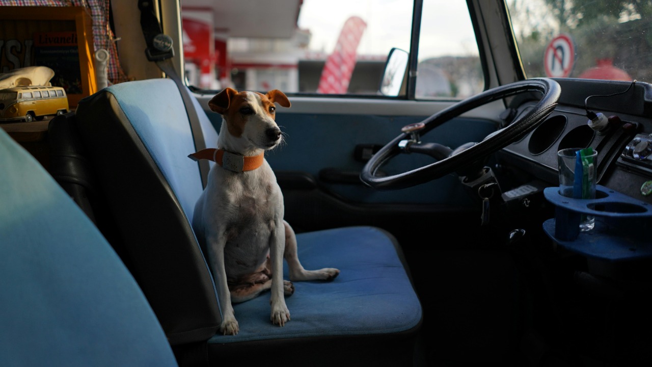 Özgür Sürmeli/Pexels