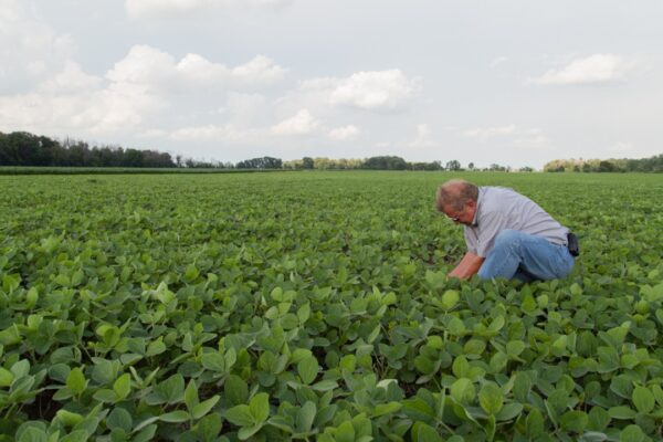 Image Credit: United Soybean Board - CC BY 2.0/Wiki Commons