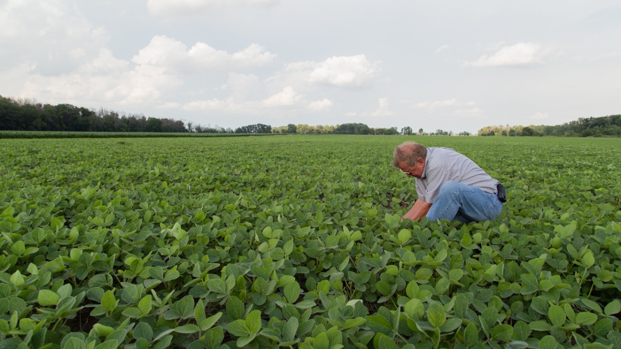 Image Credit: United Soybean Board - CC BY 2.0/Wiki Commons