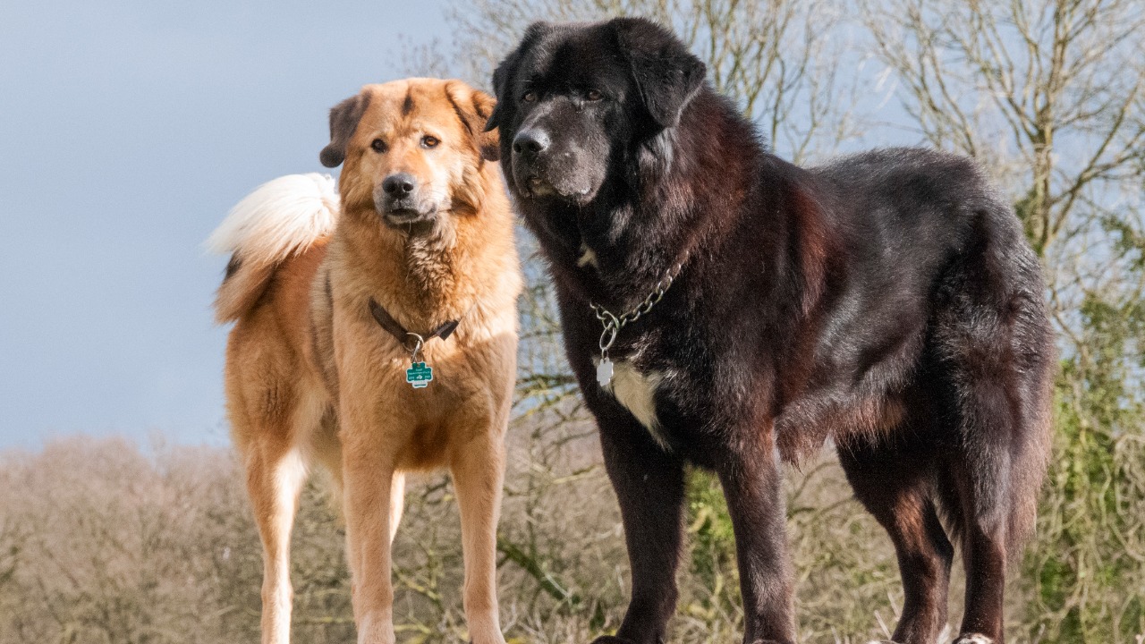 Image Credit: Patricia Ober - CC BY-SA 4.0/Wiki Commons