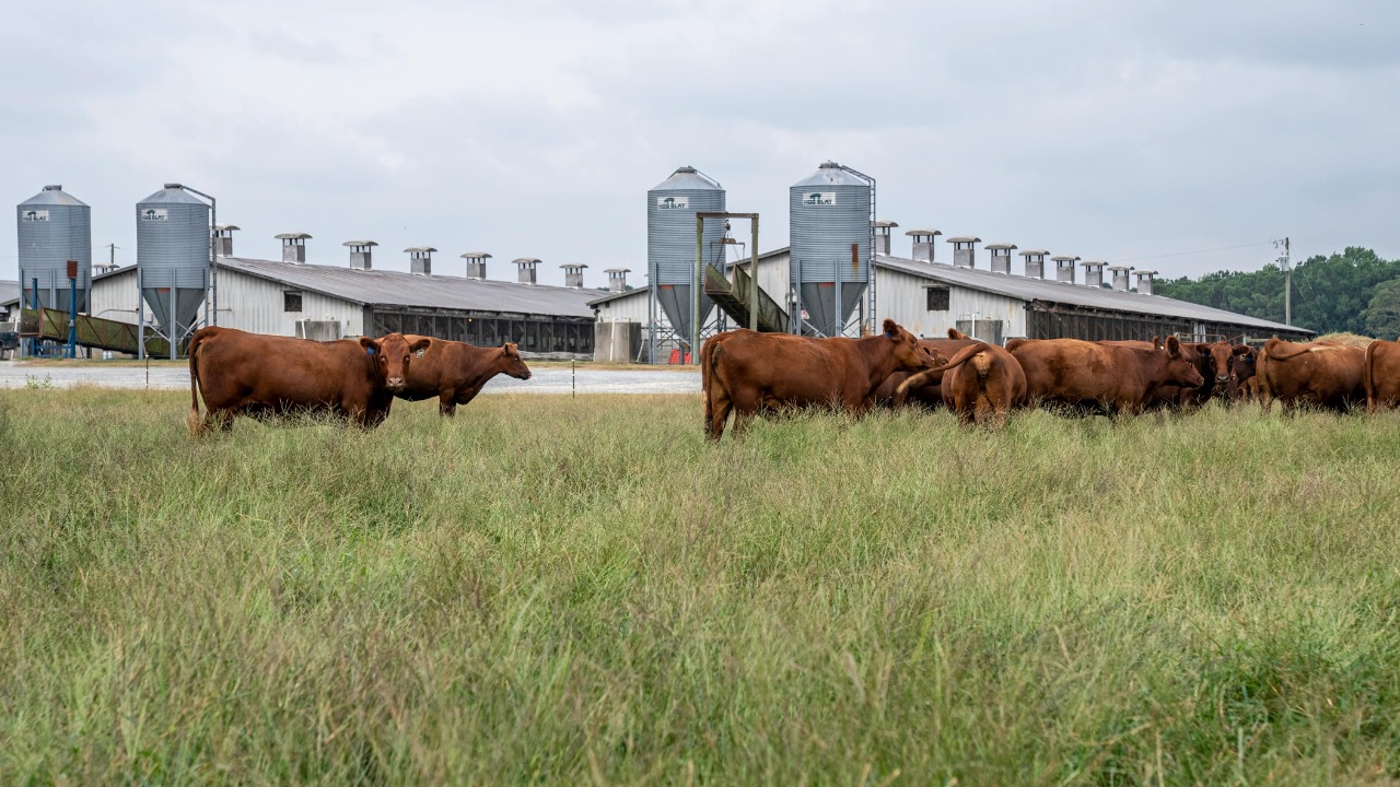 Mark Stebnicki/Pexels