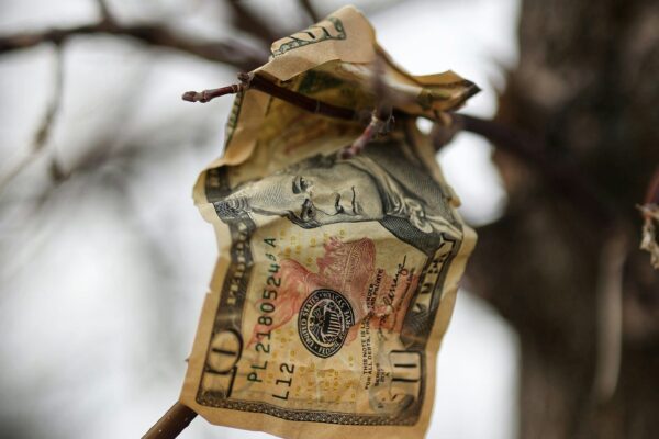 a money bag hanging from a tree branch