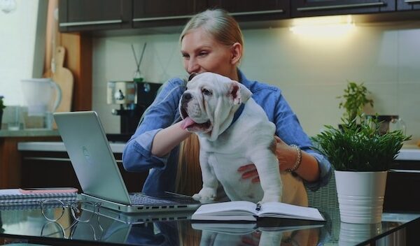 Blonde woman making online video call to her relatives to show a small bulldog