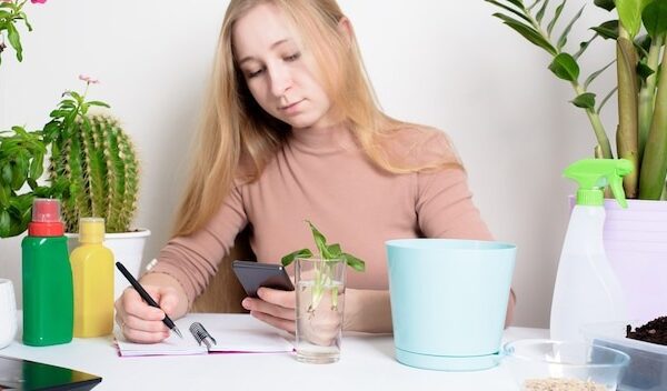 process of planting a houseplant by a woman in a pot for germination at home . process to take photos on your phone, online flower planting.